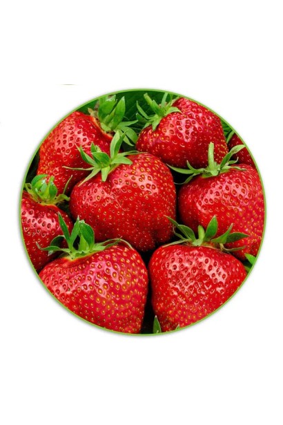 Fragaria ananassa Gigantella